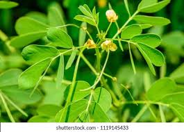 Image result for Senna tora