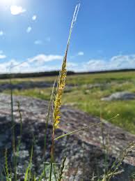 Image result for Trachypogon spicatus