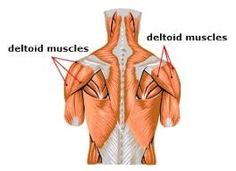 7 ways muscles are named. Meet Some Muscles Science Learning Hub
