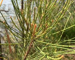 Image result for Casuarina littoralis