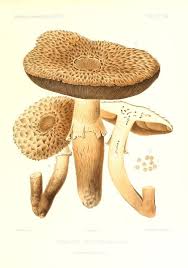 1 Icones Mycologicae Ou Iconographie Des Champignons De France Principalement Discomycetes Biodive Scientific Illustration Fauna Illustration Mushroom Art