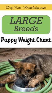 You will see that some dog breeds show up on two of these lists. Puppy Weight Chart This Is How Big Your Dog Will Be