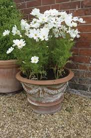 Pin On Flower Care