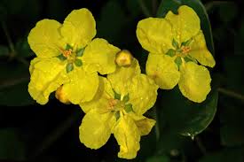 Image result for Sphedamnocarpus