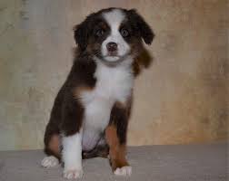 German shepherd puppies for sale in oregon. Mini Aussie Puppies Portland Trails End Mini Aussies Aussie Dogs Puppies Funny Cute Corgi Puppy