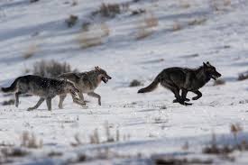 Usfws Agrees Threats To N Rockies Wolves Deserve Attention Nrdc