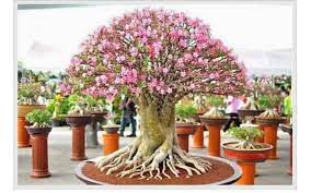 Kemboja, kamboja atau semboja (plumeria) adalah sekelompok tumbuhan dalam marga plumeria.bentuknya berupa pohon kecil dengan daun jarang namun tebal. Cara Merawat Bunga Kamboja Jepang Merawat Tanaman Tanaman Bunga Pot Bunga