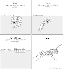 Symptoms typically begin three to fourteen days after infection. Pin On Sequencing Patterns