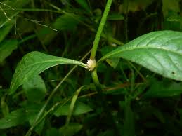 Image result for Struchium sparganophorum