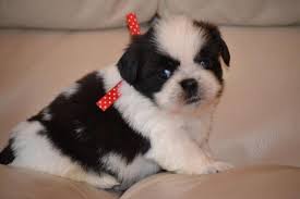 How much do teacup shih tzu puppies cost? Beautiful Akc Shih Tzu Puppies For Sale In Waco Texas Classified Americanlisted Com