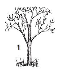 How to plant fruit trees. Propagating Fruit Trees By Budding Oklahoma State University