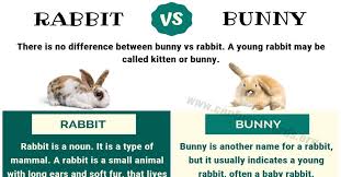 Bunny Vs Rabbit Surprising Difference Between Rabbit Vs Bunny Confused Words Bunny Vs Rabbit Rabbit Young Rabbit