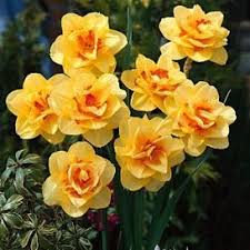 Daffodil Bulbs For Sale Buy Flower Bulbs In Bulk Save Daffodil Bulbs Bulb Flowers Daffodils