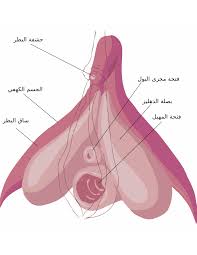 حشفة البظر - ويكيبيديا