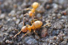 Виды рыжих и красных муравьёв. Фотообзор.