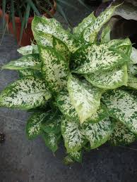 Photo of Dumb Cane (Dieffenbachia seguine) uploaded by Paul2032 ...