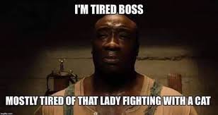 Best tired quotes selected by thousands of our users! Im Tired Boss Cat Meme