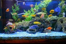 Yang kesemuanya dapat anda rawat dan pelihara di dalam wadah aquarium baik kecil mini maupun besar. Ini Caranya Menyiapkan Akuarium Ikan Idaman Untuk Pemula