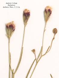 Image result for Schkuhria pinnata