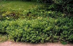 Image result for Clutia paxii