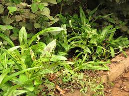 Image result for Pseudechinolaena polystachya