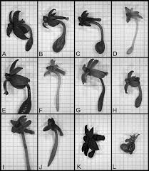 Image result for Diaphananthe sarcophylla