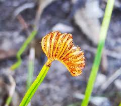 Image result for Schizaea pectinata