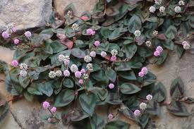 Image result for Oxygonum buchananii