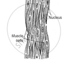 Give one function of smooth muscles. Define Muscular Tissue Classify And Explain Different Types Of Muscles With The Help Of Suitable Diagrams Science Shaalaa Com