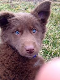 Bernese mountain dog lab mix puppies for sale. My Chloe Puppy She S A Bernese Mountain Dog Mixed With A Husky The Best Dog Ever Cute Animals Dog Mixes Bernese Mountain Dog