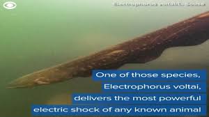 Image result for Chionodes electellus