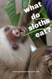 What Do Sloths Eat A Sloth S Diet Explained Sloth Diet Sloth Eating Sloth Life