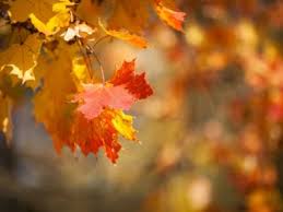 Check spelling or type a new query. Deciduous Trees For Zone 7 Gardens What Are Some Commonly Planted Deciduous Trees