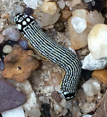 Black And White Striped Caterpillar With Yellow Belly Black And White Caterpillar With Yellow Belly On The Beach Phosphila Turbulenta Bugguide Net