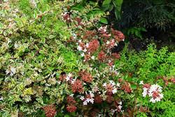 葉っぱが小さな木 庭木図鑑 植木ペディア