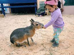 Mobile animal petting zoo near me. 8 Winter Petting Zoos Farms To Visit Now