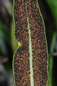 Image result for Elaphoglossum macropodium