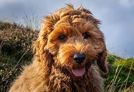 Purebred pups of iowa is your cockapoo puppy breeder, offering cockapoo puppies for sale in iowa, minnesota, illinois and wisconsin! Find Cockapoo Breeders Near You Complete List By State