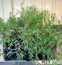 Image result for Pogonatherum paniceum