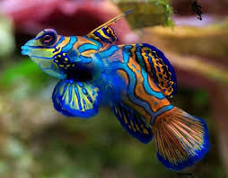Better yet write up something about your success with the mandarin and scooter blenny and try to discover what you have done differently than so many others. Blue Manderin Blenny Dragonet Aka Scooter Blenny Goby Mandarin Fish Sea Animals Animals Beautiful