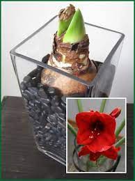 Amaryllis For Christmas Time Diy Idea For Christmas For The South Pike Nurseries Amaryllis Bulbs Bulb Flowers Garden Bulbs