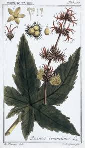 Image result for Ricinus communis