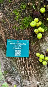 Image result for Ficus sansibarica