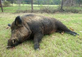 East Texas man takes down 416-pound wild hog in backyard