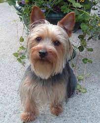 Kitchenaid offers colorful tea kettles designed to quickly boil water for tea, coffee and more in style. Pin On Animals