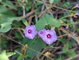 Image result for Ipomoea lapathifolia