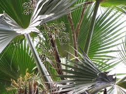 Image result for Digitaria thouaresiana