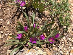 Image result for Pavetta pygmaea