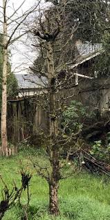 In fact, think of a vertical appearance instead of horizontal branching to picture the growth habit on this revolutionary tree. Daniel S Pacific Nw Garden Columnar Apple Trees 3 25 19