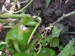 We did not find results for: Pepper Capsicum Spp White Mold Pacific Northwest Pest Management Handbooks